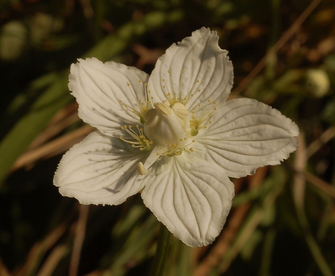 Parnassia palustris Sumpf-Herzblatt Perfect creation! Geotagged,Northern grass-of-Parnassus,Parnassia palustris,Summer,Switzerland