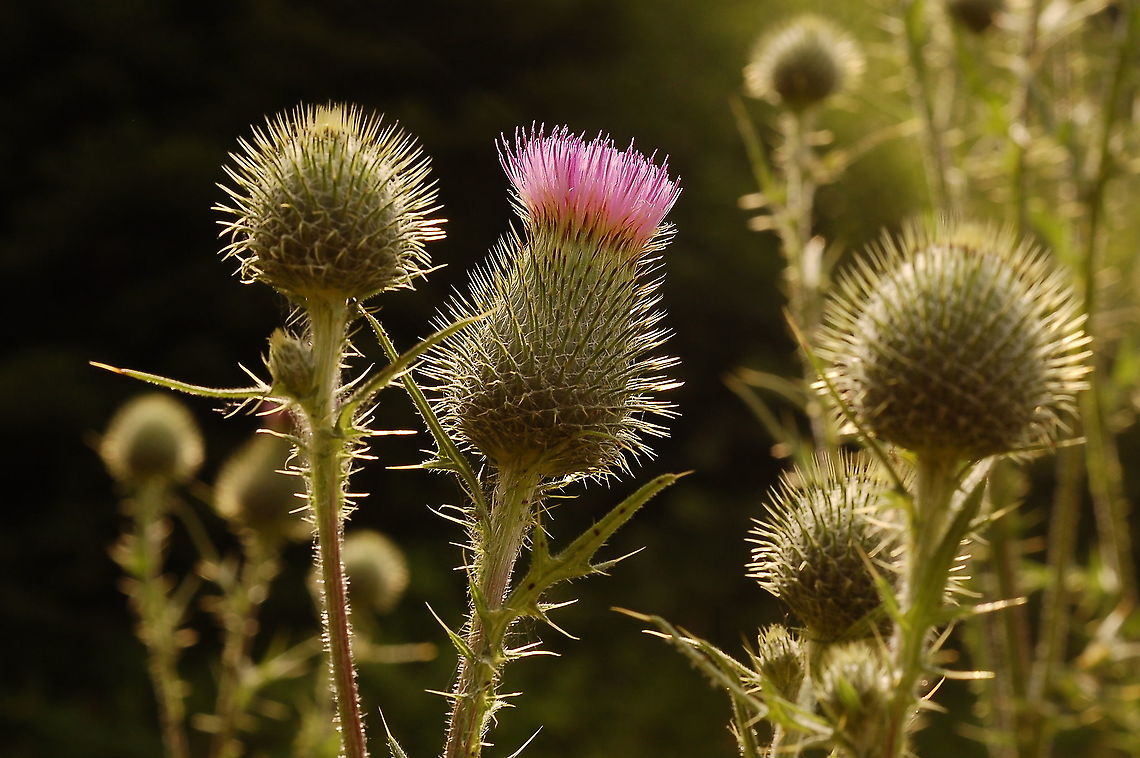 Cirsium vulgare Gemeine Kratzdistel  Cirsium vulgare,Geotagged,Spear Thistle,Summer,Switzerland