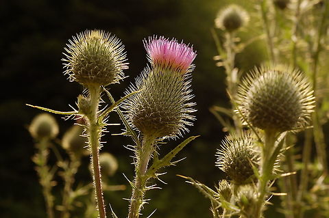 Cirsium vulgare Gemeine Kratzdistel  Cirsium vulgare,Geotagged,Spear Thistle,Summer,Switzerland