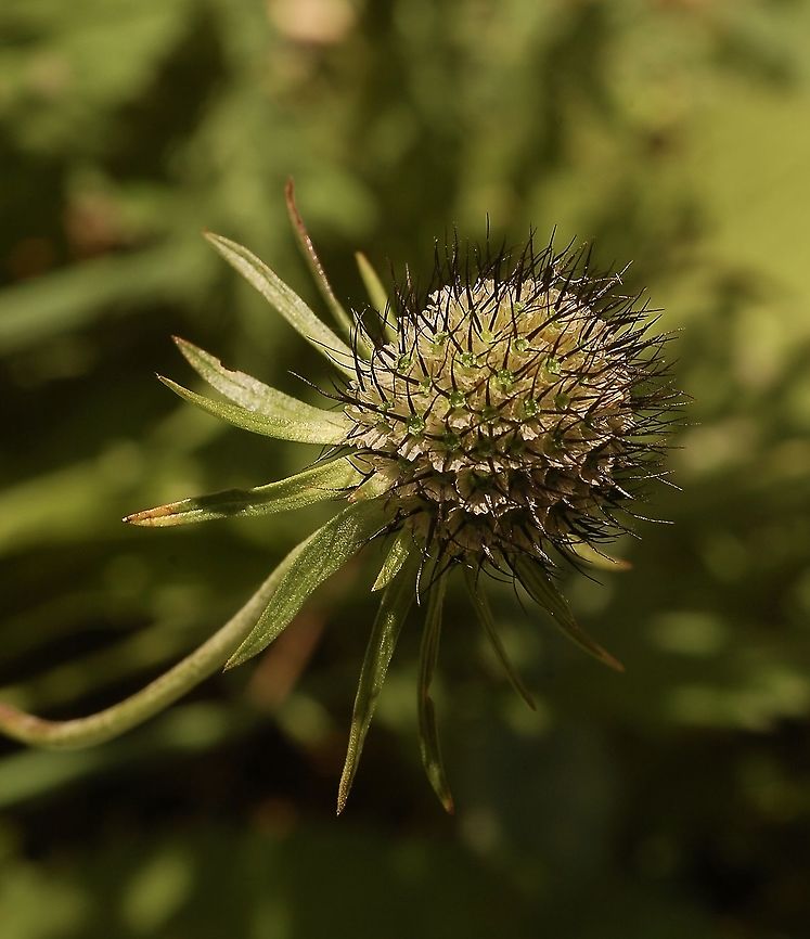 Scabiosa lucida, Glänzende Skabiose  withered flower  Geotagged,Scabiosa lucida,Shining Scabious,Summer,Switzerland