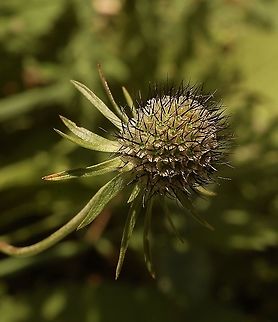 Scabiosa lucida, Glänzende Skabiose  withered flower  Geotagged,Scabiosa lucida,Shining Scabious,Summer,Switzerland