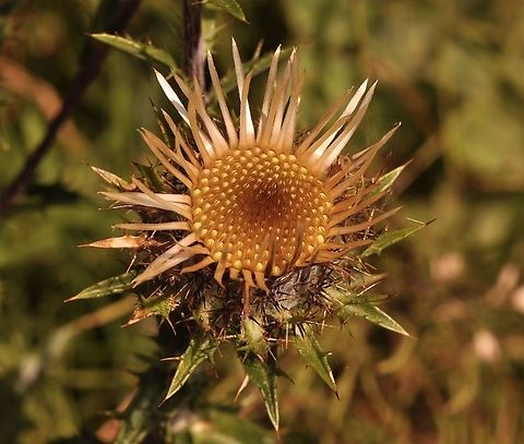 Carlina vulgaris, Golddistel The golden one! Carlina vulgaris,Geotagged,Summer,Switzerland