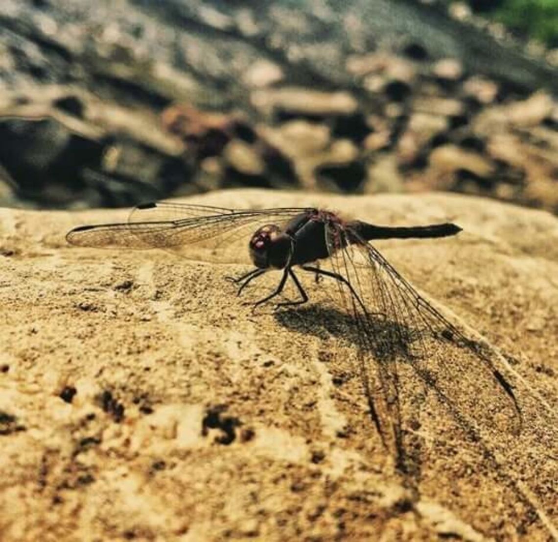 Dragon fly(black stream glider) This picture was taken  when I was going for a walk.  Black Stream Glider,Geotagged,India,Trithemis festiva