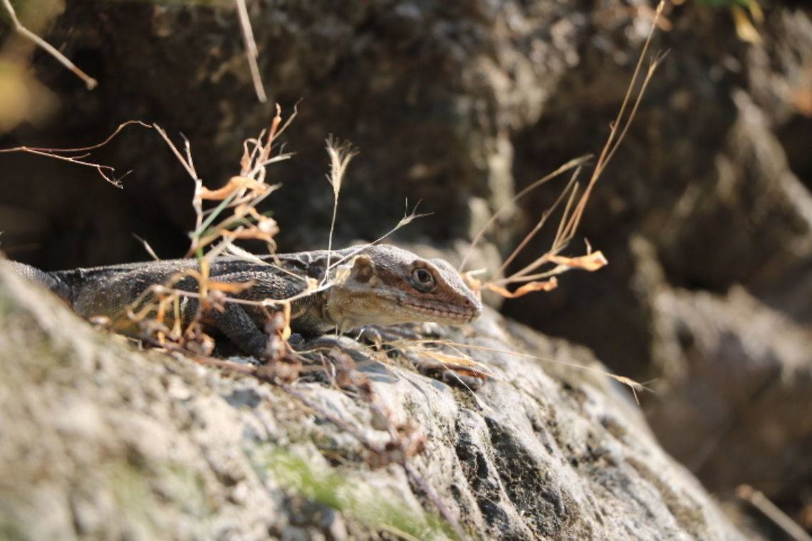 Kashmir Rock Agama The picture was captured during the trek near Terra Woods in Mussoorie. Kashmir Rock Agama,Laudakia tuberculata