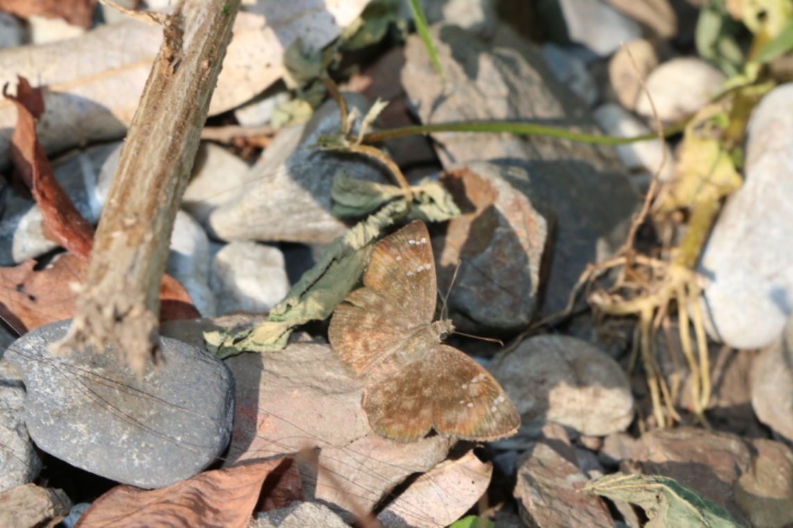 Skipper butterfly  Butterfly,Fall,Geotagged,Hesperiidae,India