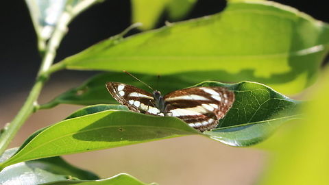 Butterfly  Common Sailer,Limenitidinae,Neptis hylas,Nymphalidae,butterfly