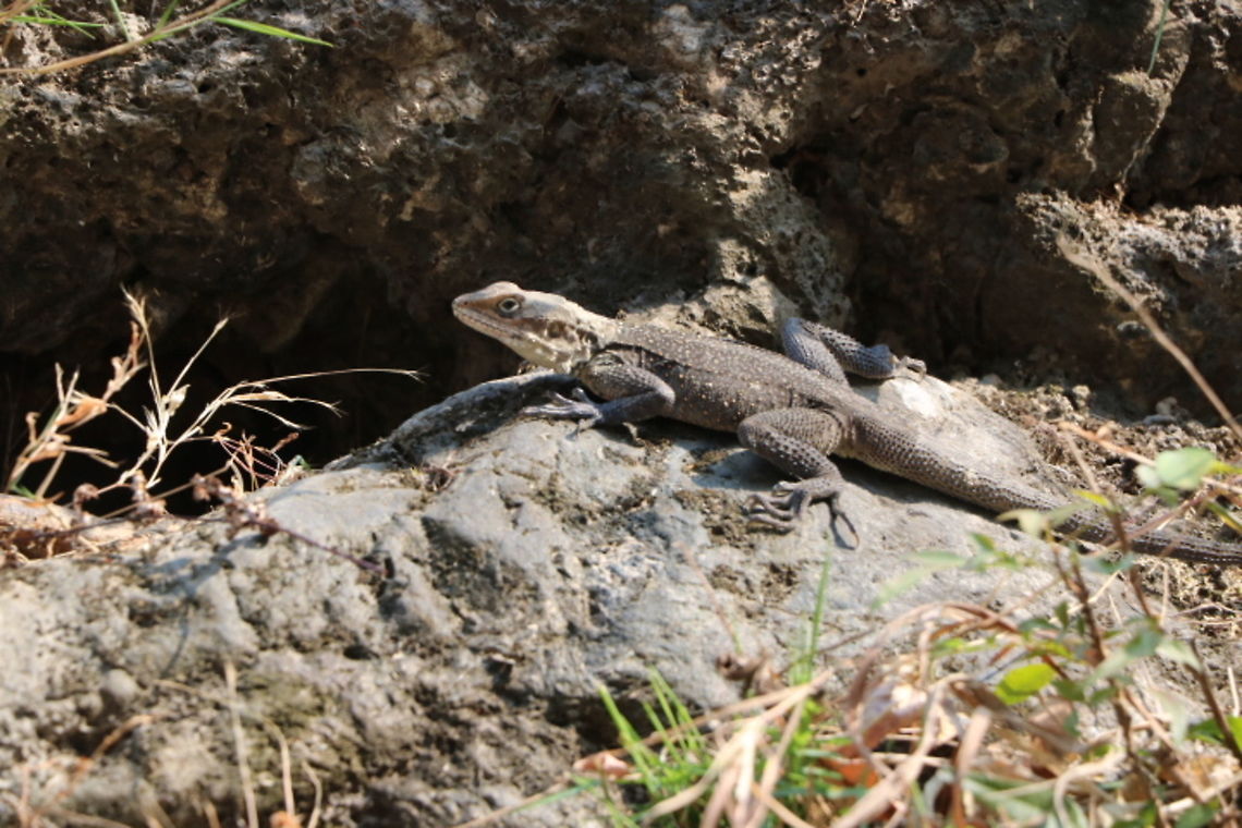 Lizard  Kashmir Rock Agama,Laudakia tuberculata