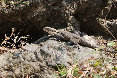 Lizard  Kashmir Rock Agama,Laudakia tuberculata
