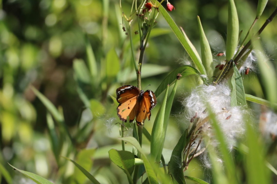 Everything affects everything. &#039;&#039;Danaus petilia&#039;&#039;, the lesser wanderer, is a species of butterfly in the Nymphalid Danainae subfamily. It a migratory species which is found in Australia and in tropical countries. Its larvae feed on native and introduced cotton bush species. Danaus petilia,Fall,Geotagged,India,Lesser wanderer