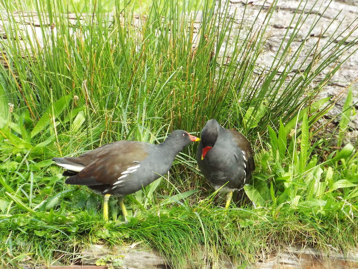 Gallinula chloropus  Common Moorhen,Gallinula chloropus