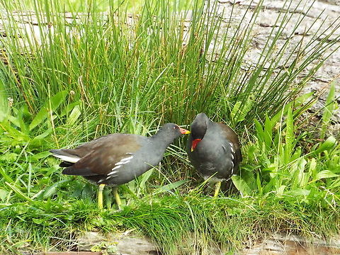 Gallinula chloropus  Common Moorhen,Gallinula chloropus