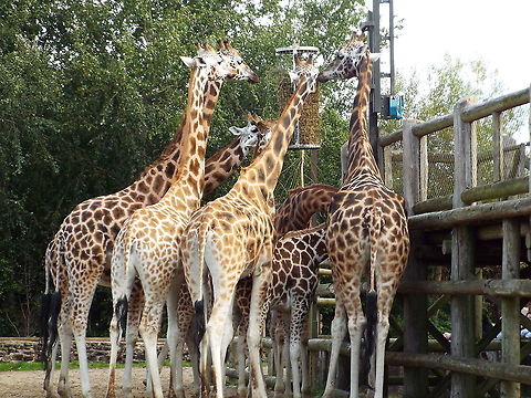 Northern Giraffes feeding, UK  Geotagged,Giraffa,Giraffa camelopardalis,Giraffe,Northern Giraffe,United Kingdom,Winter