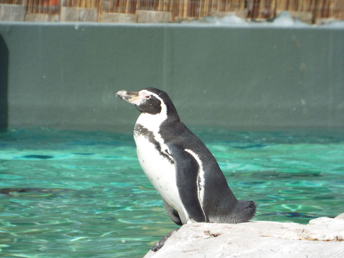 humbolt penguin  Geotagged,Humboldt Penguin,Spheniscus humboldti,United Kingdom,Winter