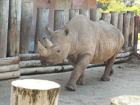 White rhinoceros in zoo, United Kingdom  Ceratotherium simum,Geotagged,United Kingdom,White rhinoceros,Winter