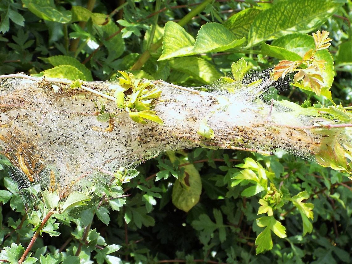 DSCF7640  Geotagged,United Kingdom,Winter