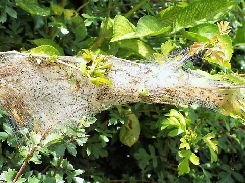 DSCF7640  Geotagged,United Kingdom,Winter