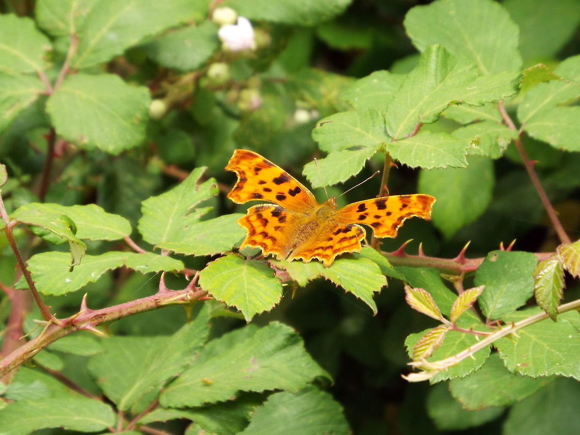 rest a while  Comma,Geotagged,Polygonia c-album,United Kingdom,Winter