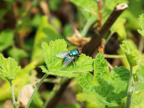 shoo fly green bottle - Lucilia sp. Common greenbottle,Diptera,Geotagged,Lucilia caesar,United Kingdom,Winter