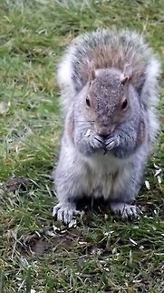 tufty grey squirrel Eastern gray squirrel,Geotagged,Sciurus carolinensis,Spring