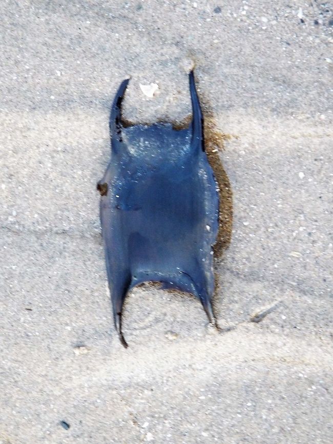 Thornback Ray - Raja clavata Not bladderwrack or seaweed, but a "Mermaid's purse" or "Devil's purse" :o) Batoidea,Chondrichthyes,Chordata,Egg,Elasmobranchii,Geotagged,Raja clavata,Rajidae,Rajiformes,Rays,Skates,Thornback ray,United Kingdom,Winter