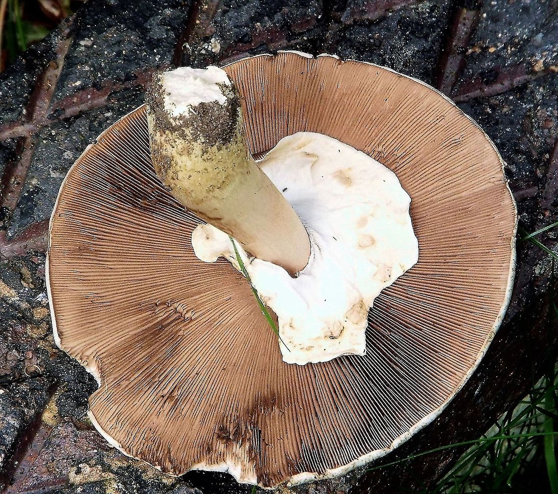 funghi field mushroom<br />
 Fall,Geotagged,United Kingdom