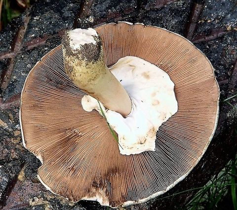 funghi field mushroom
 Fall,Geotagged,United Kingdom
