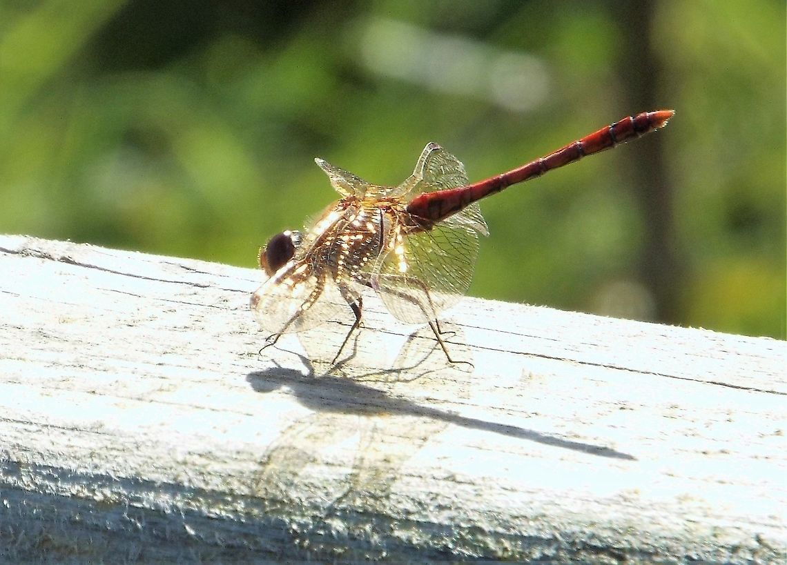 all that glitters dragonfly Geotagged,United Kingdom,Winter