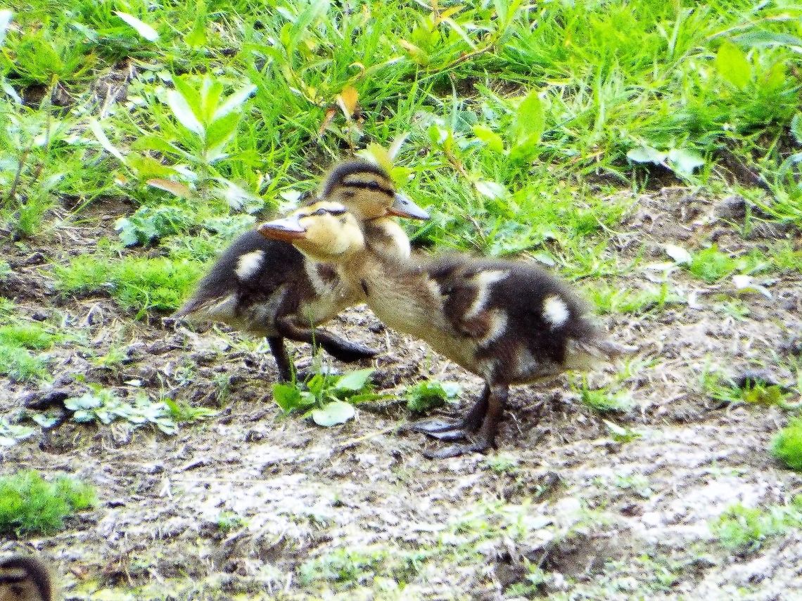 ducklings mallard ducklings Anas platyrhynchos,Geotagged,Mallard,United Kingdom,Winter