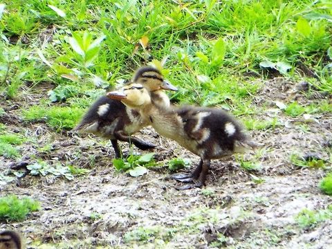 ducklings mallard ducklings Anas platyrhynchos,Geotagged,Mallard,United Kingdom,Winter