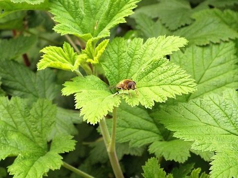 hoverfly  Geotagged,Syrphidae,United Kingdom,Winter
