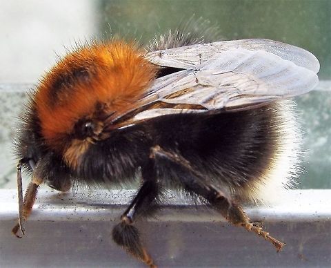 Tree bumblebee  Bombus hypnorum,Geotagged,United Kingdom,Winter,bumblebee