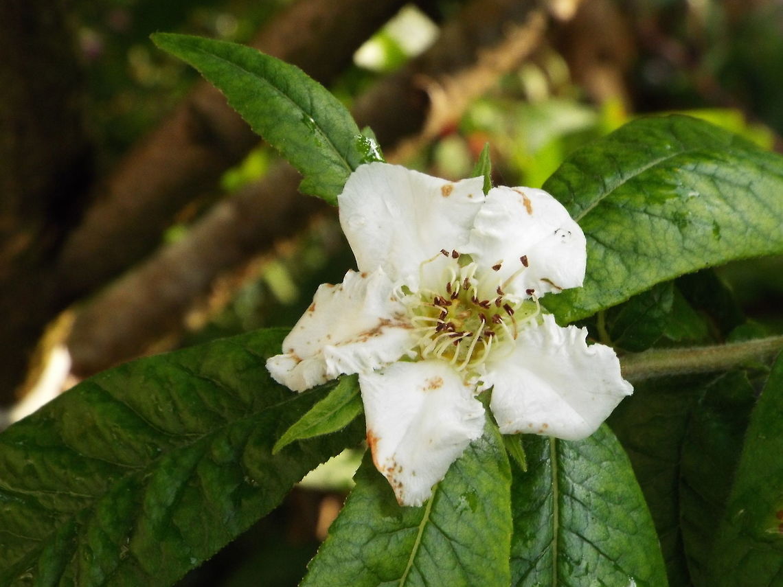 medlar flower flower on medlar tree Geotagged,Mespilus germanica,United Kingdom,Winter