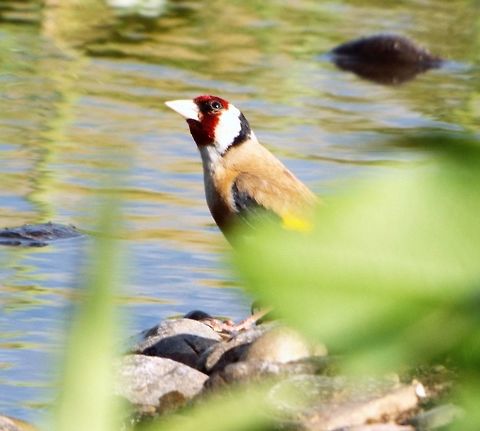 goldfinch  American goldfinch,European goldfinch,Geotagged,Spinus tristis,United Kingdom,Winter
