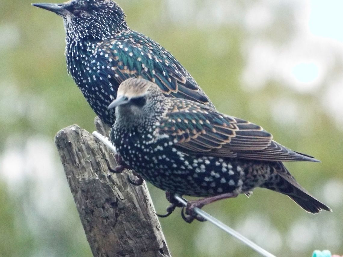two of a kind  Common Starling,Cosmopsarus unicolor,Geotagged,Sturnus vulgaris,United Kingdom,Winter