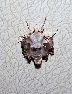 DSCF1708_(1)  Geotagged,United Kingdom,Winter,moth