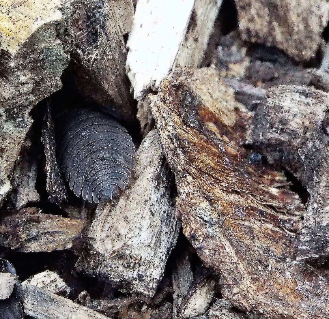 my new home  Geotagged,Oniscidea,Porcellio,Porcellio scaber,Porcellionidae,Rough woodlouse,United Kingdom,Winter