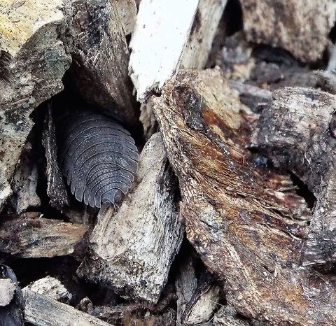 my new home  Geotagged,Oniscidea,Porcellio,Porcellio scaber,Porcellionidae,Rough woodlouse,United Kingdom,Winter
