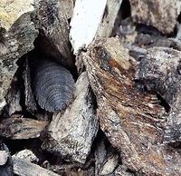 my new home  Geotagged,Oniscidea,Porcellio,Porcellio scaber,Porcellionidae,Rough woodlouse,United Kingdom,Winter