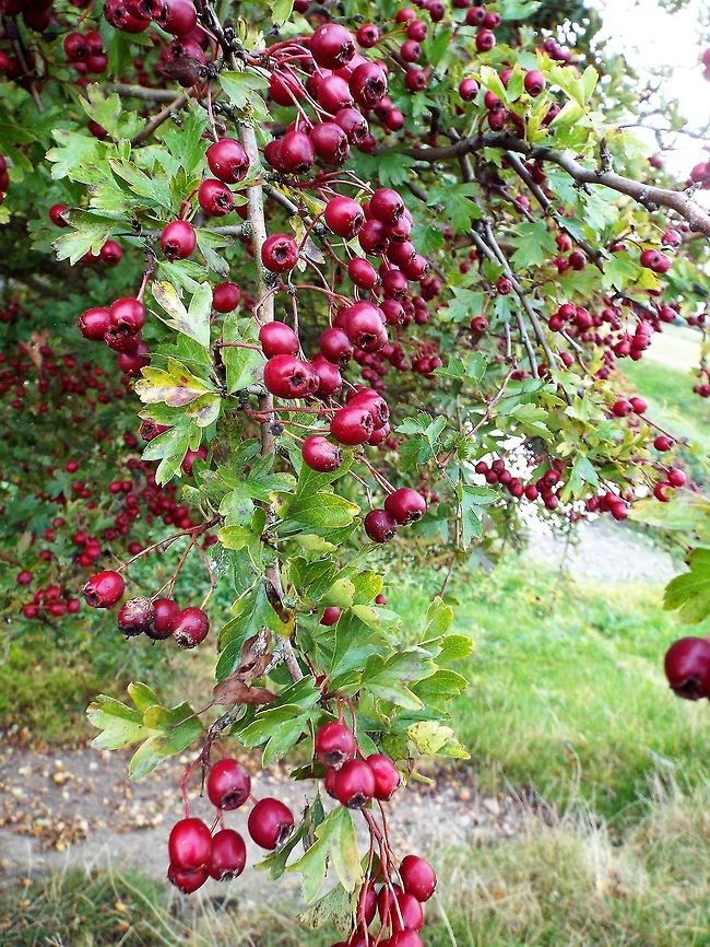 berry good midland hawthorn Crataegus laevigata,Geotagged,Midland Hawthorn,United Kingdom,Winter
