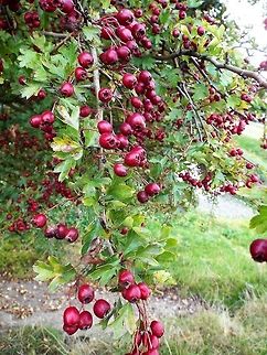 berry good midland hawthorn Crataegus laevigata,Geotagged,Midland Hawthorn,United Kingdom,Winter