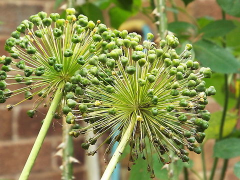 001  Allium acuminatum,Allium ampeloprasum ampeloprasum,Elephant Garlic,Tapertip onion