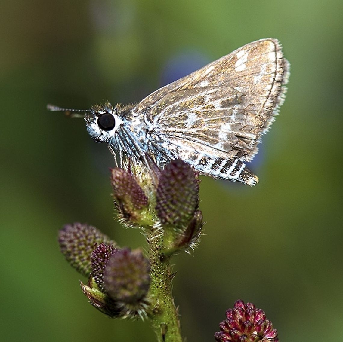 KkEufala skipper Captured around Bangalore Butterflyins,Geotagged,India,Macro,insects