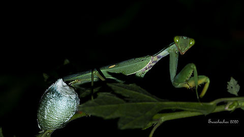 Big mantis Rhombodera In the early morning I saw this, from nest. Fall,Geotagged,India,Insects,Mantis,macro