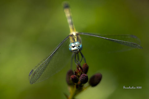 Dragonfly Captured  around morning. Fall,Geotagged,India,bug's,dragonfly nymph,insects