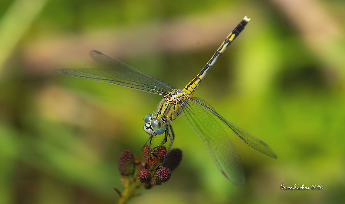 dragonfly09  Fall,Geotagged,India,Long Legged Marsh Glider,Trithemis pallidinervis