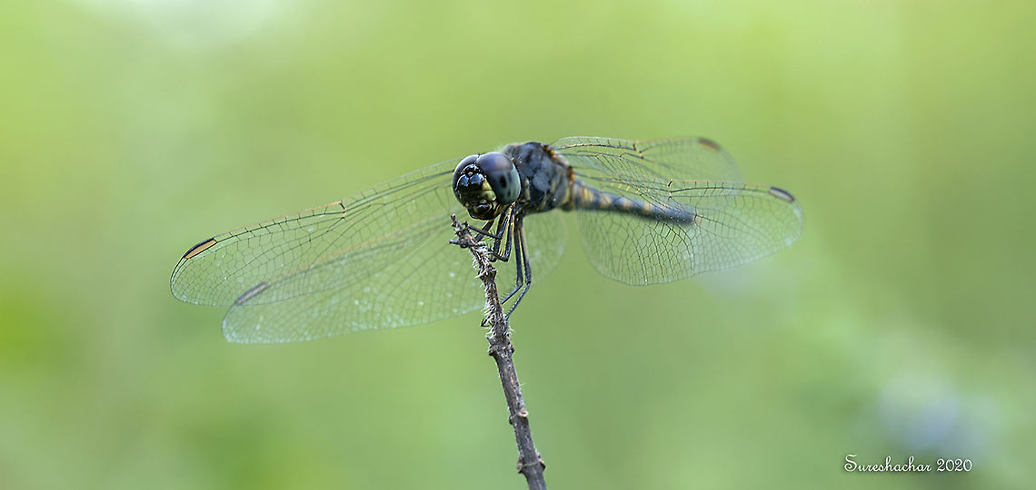 Dragonfly  Fall,Geotagged,India