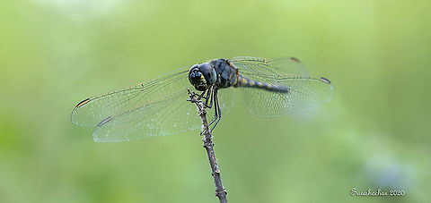 Dragonfly  Fall,Geotagged,India