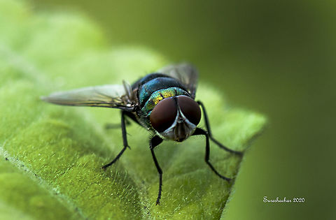 Fly  Fall,Fly,Geotagged,India,flying insects Butterfly