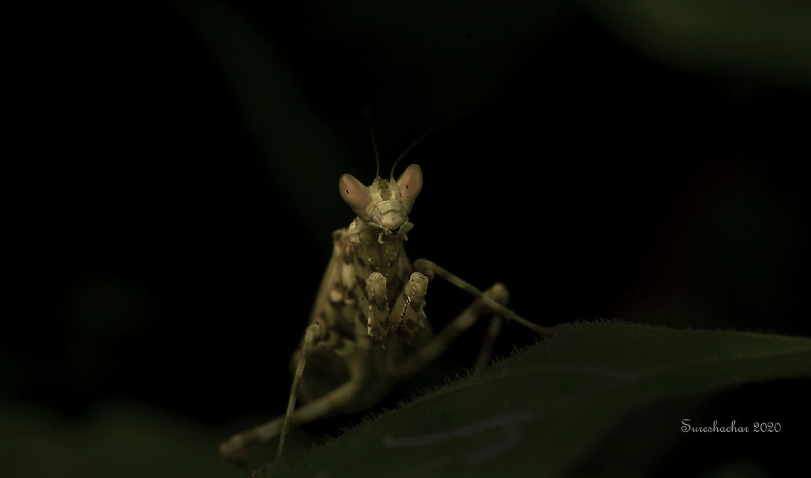 Creobroter pictipennis Dramatic light Creobroter pictipennis,Geotagged,India,Indian flower mantis,Mantis,Monarch Butterfly,Summer,flying insects