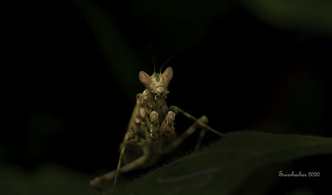 Creobroter pictipennis Dramatic light Creobroter pictipennis,Geotagged,India,Indian flower mantis,Mantis,Monarch Butterfly,Summer,flying insects
